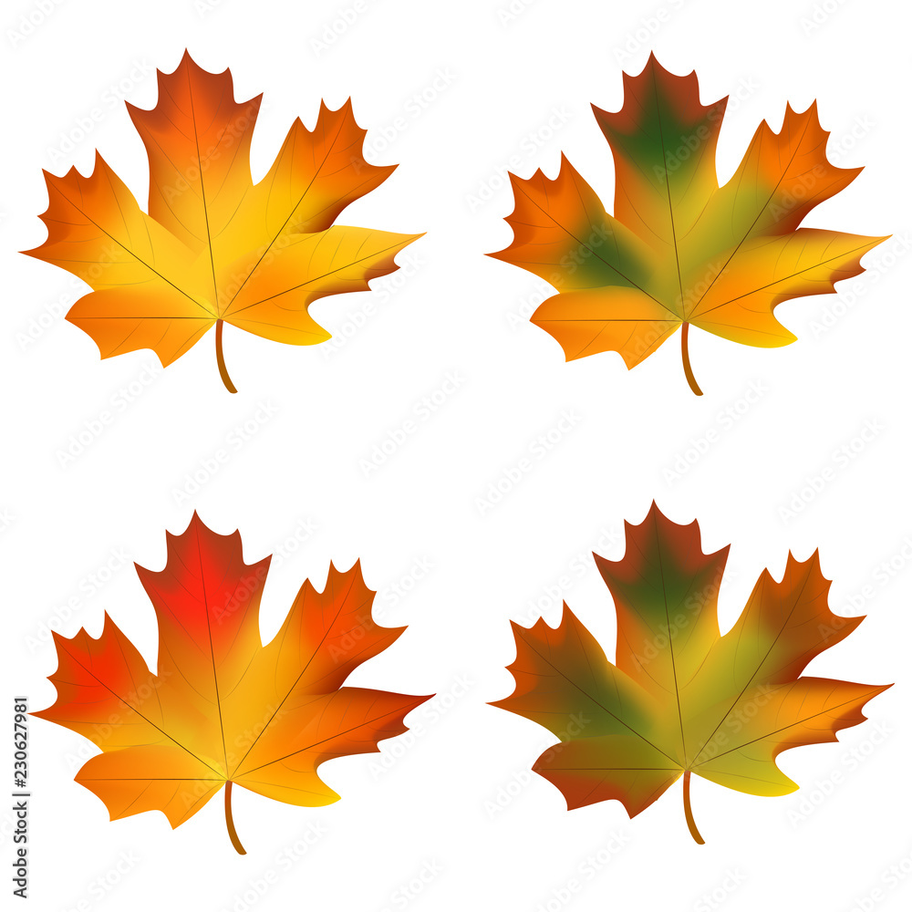 maple leaf set maple leaf set