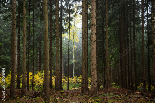 Mystische Waldimpression mit Nebel im Nadelwald
