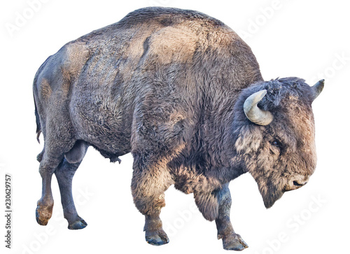 large bison isolated on white