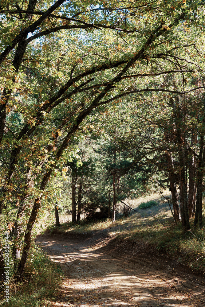 Fototapeta premium Beautiful autumn forest with colourful warm leafs