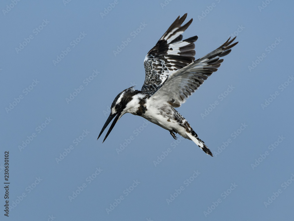 Pied Kingfisher Closeup Portrait in Flight on Blue Sky