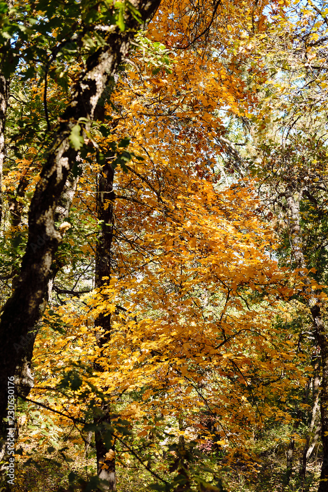 Beautiful autumn forest with colourful warm leafs Beautiful autumn forest with colourful warm leafs