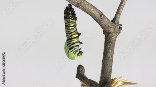 time lapse of monarch caterpillar turning into chrysalis