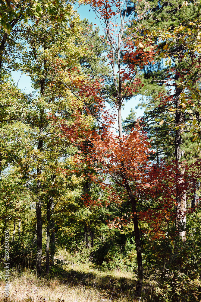 Fototapeta premium Beautiful autumn forest with colourful warm leafs