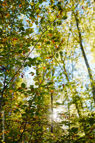 Beautiful autumn forest with colourful warm leafs