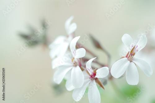 Closeup nature view of scented geranium on blurred background