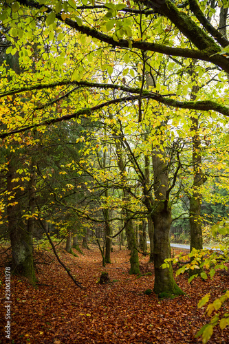 Fototapeta Naklejka Na Ścianę i Meble -  Leuchtend gelbe Blätter an den Zweigen im Wald