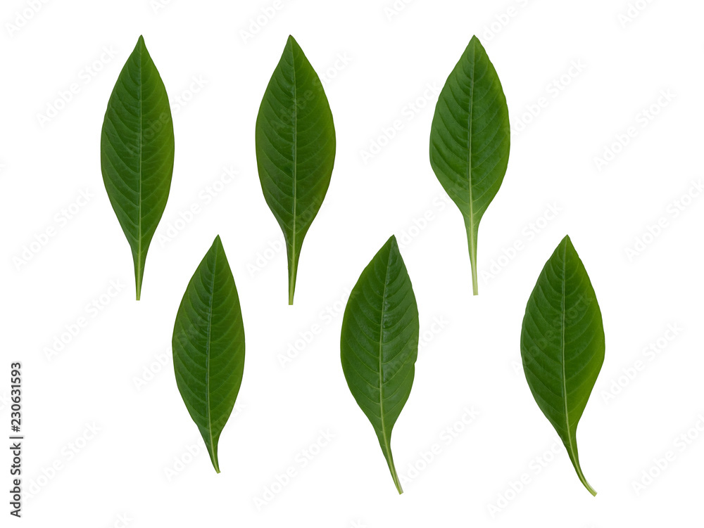 Fresh green leaf  isolated set on white