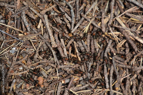 Ants closup photo