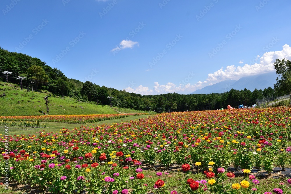 富士見高原 広大な百日草花壇