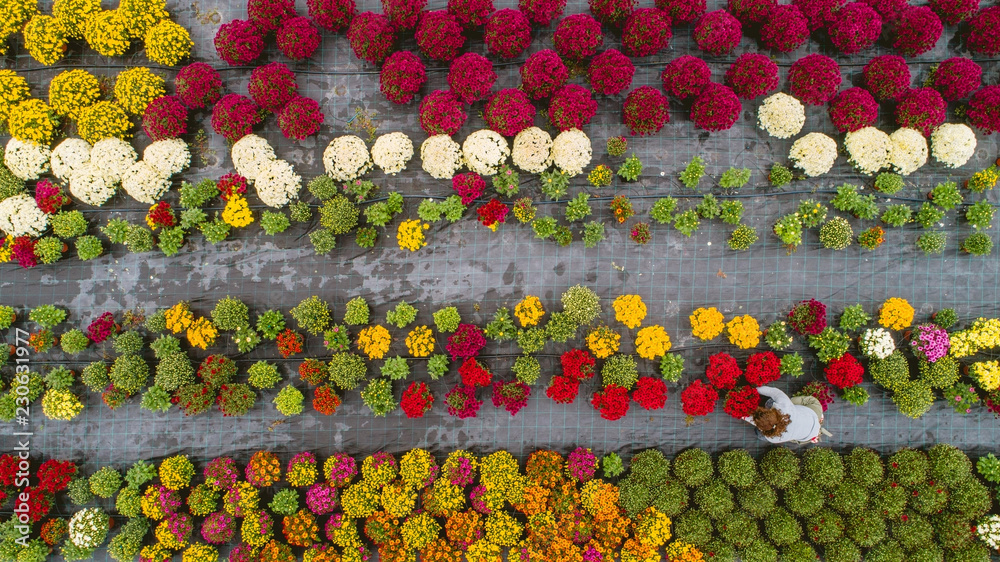 Obraz premium Flower field (shoot from above)