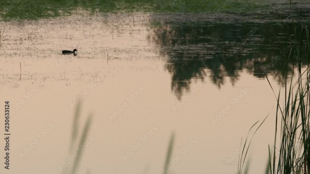 Wild black duck swimming in a lake and searching for food - focus in Wild black duck swimming in a lake and searching for food - focus in