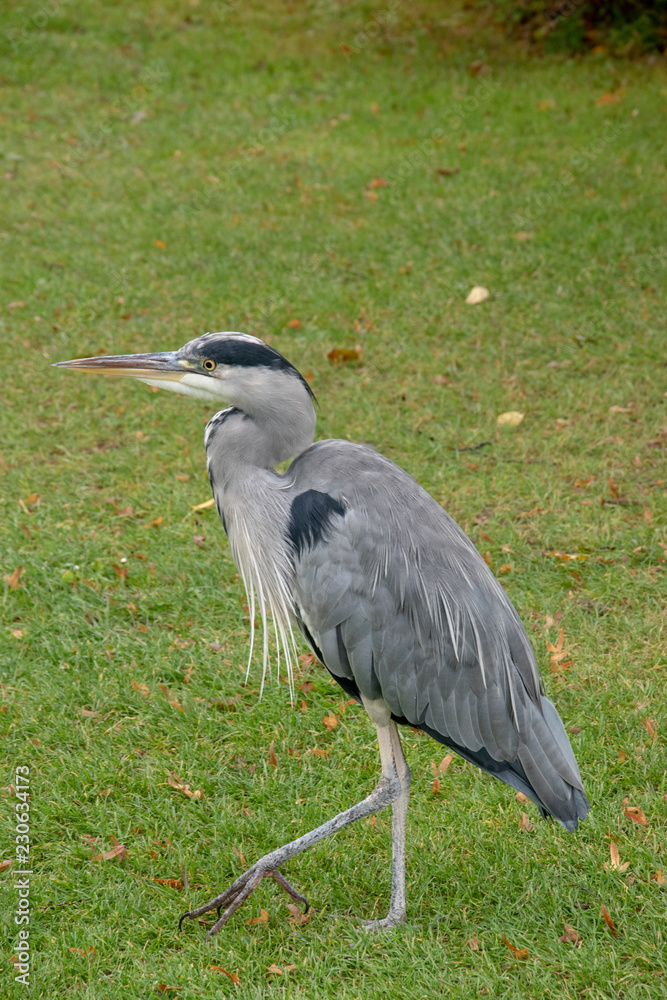 Fototapeta premium Grey Heron (Ardea Cinerear) on a lush green lawn