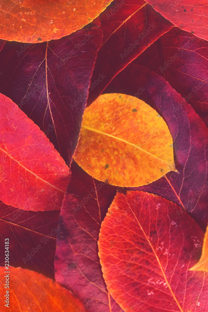 Red and yellow autumn leaves background / texture - obrazy, fototapety, plakaty 