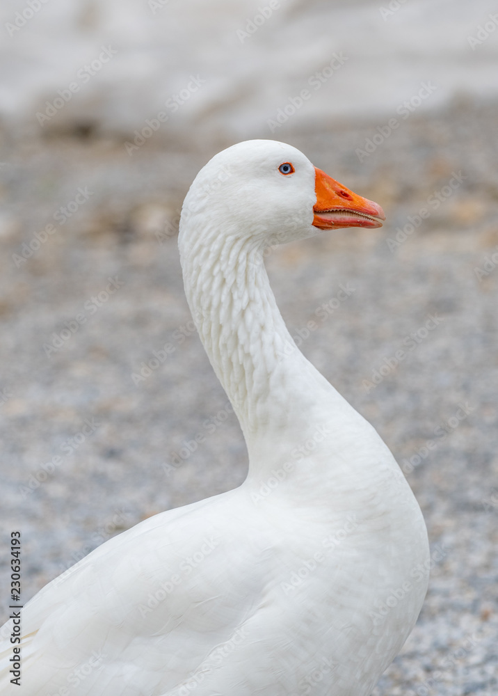 Domestic Goose enjoying for walking in garden. Domestic Goose enjoying for walking in garden.