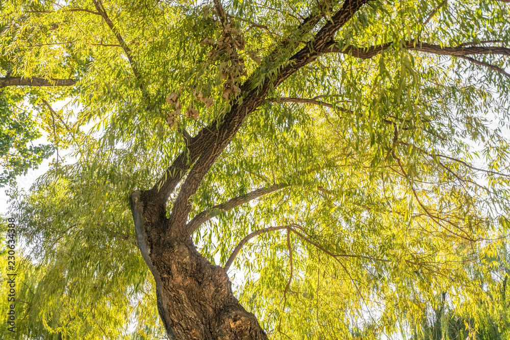 Fototapeta premium A tree that grows and flourishes