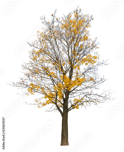 Photography bright yellow semi bare autumn maple tree