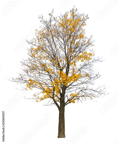 bright yellow semi bare autumn maple tree