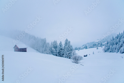 View of snow covered pine forest in Switzerland. © Olga