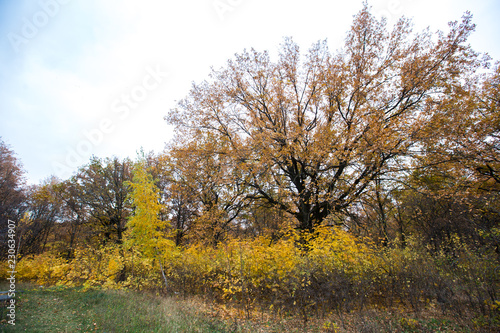beautiful yellow autumn forest path
