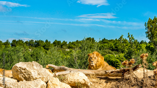lion sigean photo