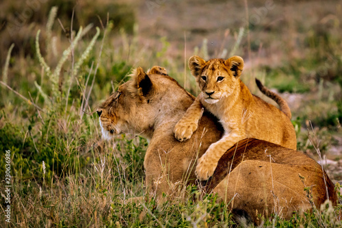Foto lion cub with his mother in serengeti