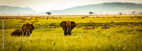wildlife in serengeti with elephants and zebra in front of mountains