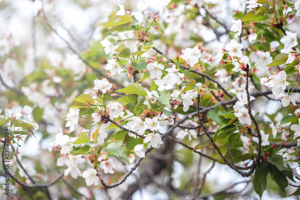 Beautiful cherry blossom; Sakura in spring time in Kyoto, Japan Beautiful cherry blossom; Sakura in spring time in Kyoto, Japan