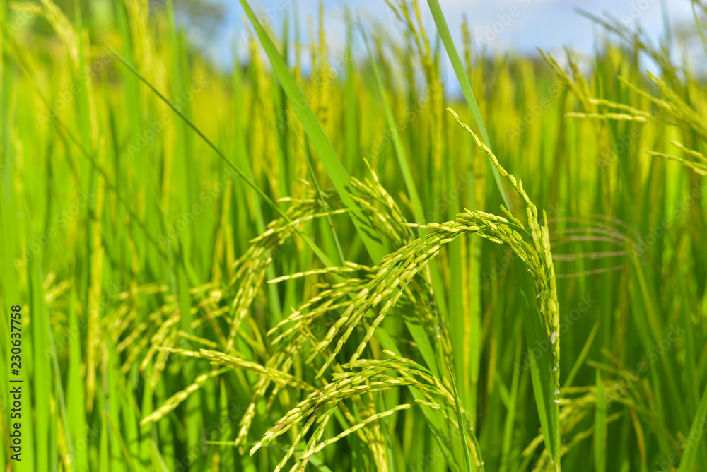 Rice plant is growing in the field Rice plant is growing in the field