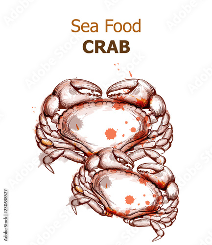 Menu card template crab Vector. Fresh seafood design line arts. Vintage spots