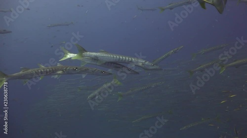 Several barracudas swim together in an apparent mating dance. The background scene shifts between a school of chevron barracudas, a group of divers, and a school of pickhandle barracudas. photo