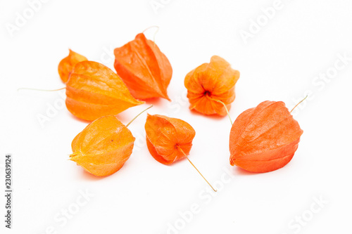 Flowers of Physalis on a white background