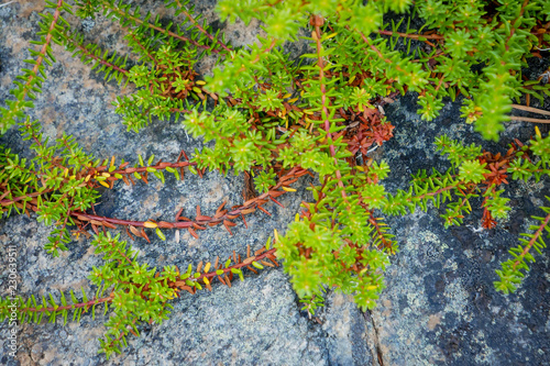 Black crowberry on White sea bay, Russia