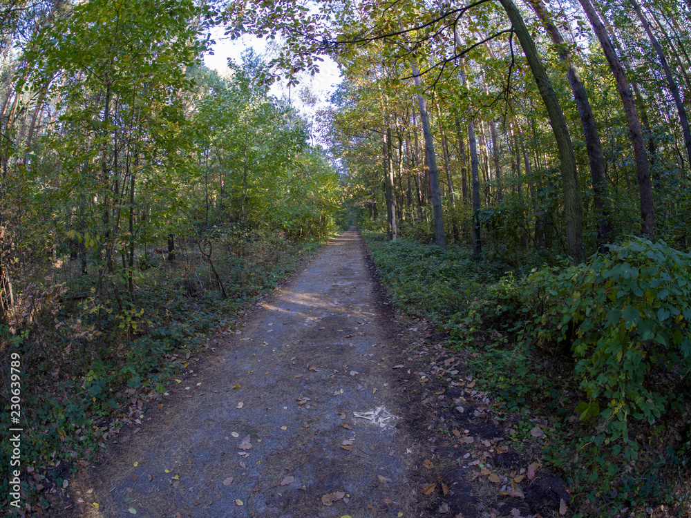 Fototapeta premium road in woods while spring to autumn transition with beautiful orange and red tones