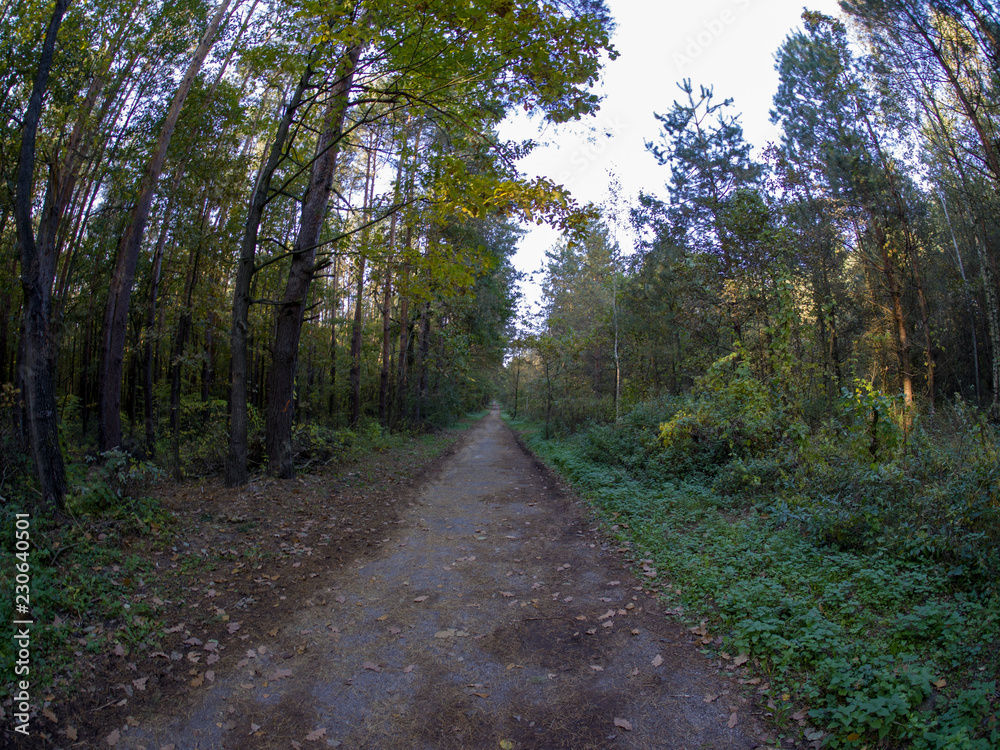 Fototapeta premium road in woods while spring to autumn transition with beautiful orange and red tones 