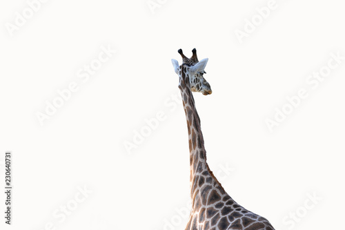 giraffe netzgiraffe giraffen hals kopf isoliert freigestellt