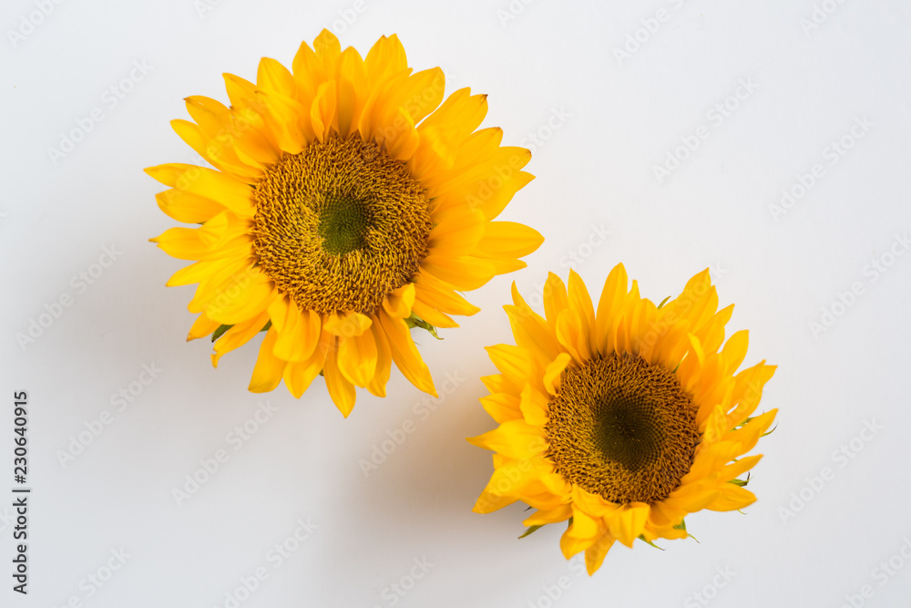 Obraz premium Sunflower