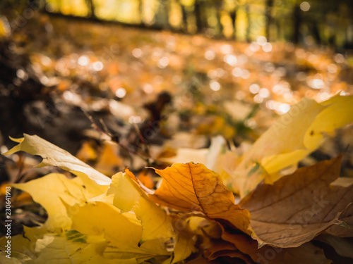 Fallen leaves in autumn forest at sunny weather. Close up