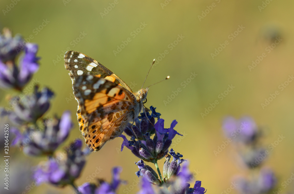 Obraz premium Painted Lady butterfly, Vanessa cardui is resting on the lavander
