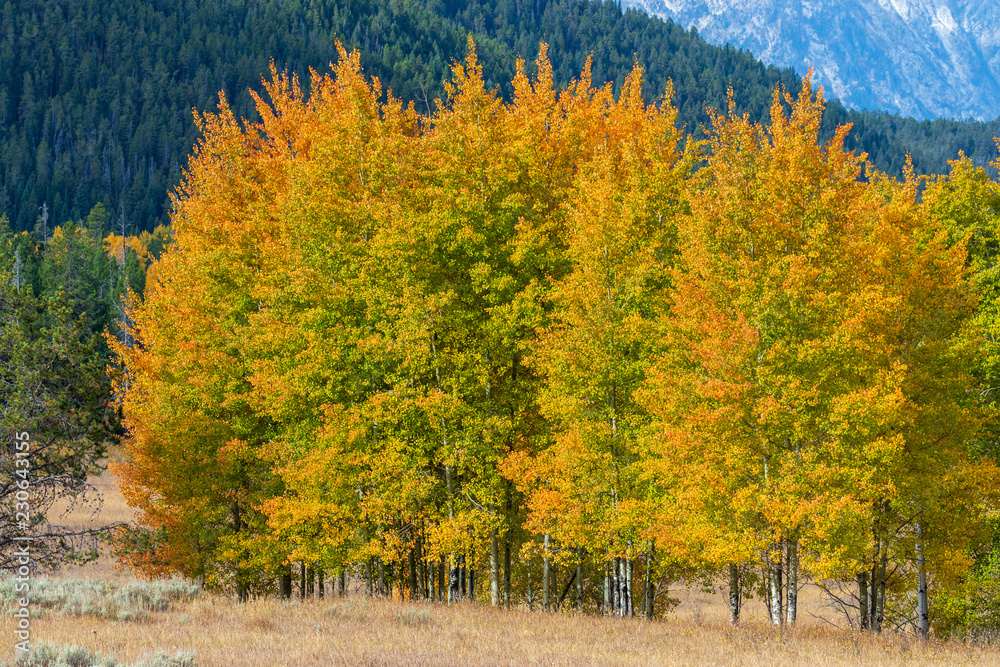 Scenic Autumn Landscape in the Tetons