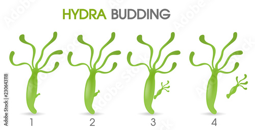 Science of Hydra Budding. Illustration Vector EPS10 on white background.