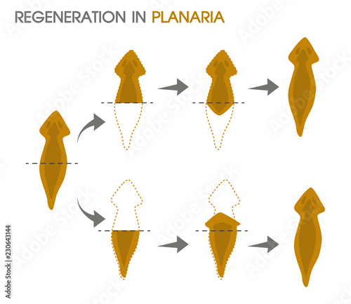 Regeneration in Planaria.Illustration Vector EPS10 on white background.