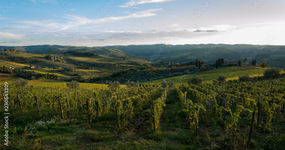 Vista della conca d'oro Panzano in Chianti, greve in chianti, firenze, toscana, italia, con vigneti e ulivi al tramonto