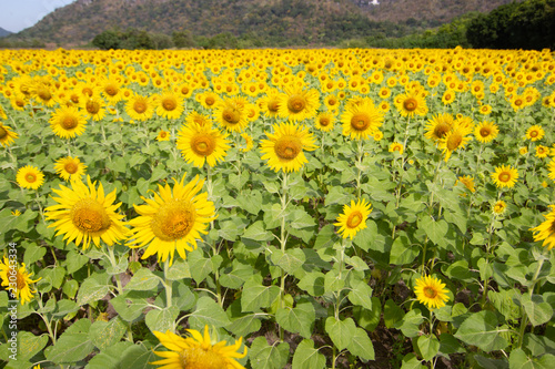 Fototapeta Naklejka Na Ścianę i Meble -  Closeup Beautiful of a Sunflower or Helianthus in Sunflower Field, Bright yellow sunflower Lopburi, Thailand