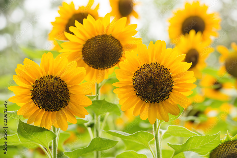 Obraz premium Yellow sunflowers. Field of sunflowers
