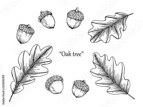 Oak leaf drawing illustration by hand drawn line art.