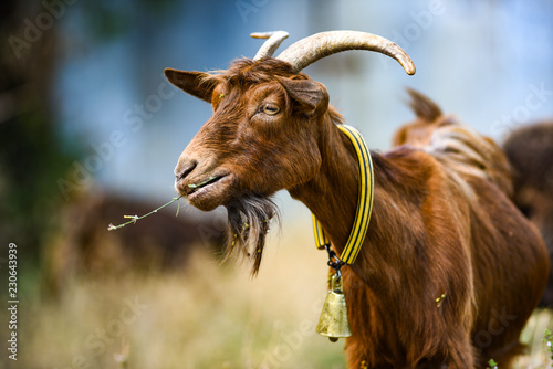 A goat grazing in a pasture with a bell on his neck.