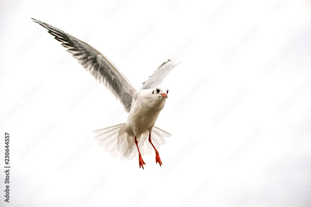 Obraz premium Black headed gull during a flight with spread wings