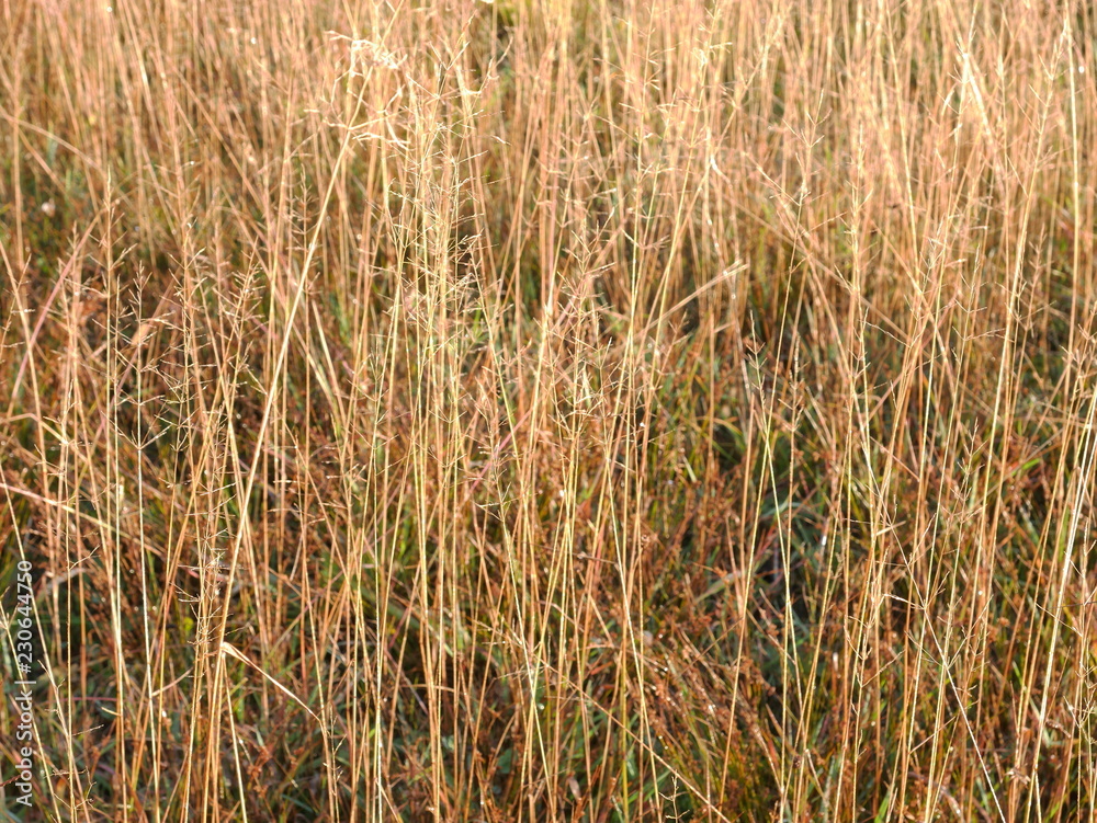 Fototapeta premium Autumn field