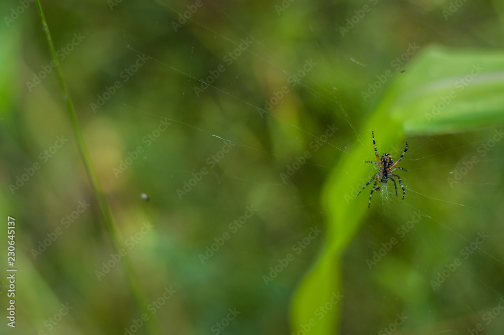pequeña araña sobre hojas verdes en la naturaleza pequeña araña sobre hojas verdes en la naturaleza